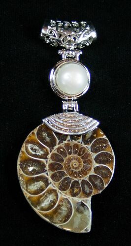 Whole Polished Ammonite Pendant #1869